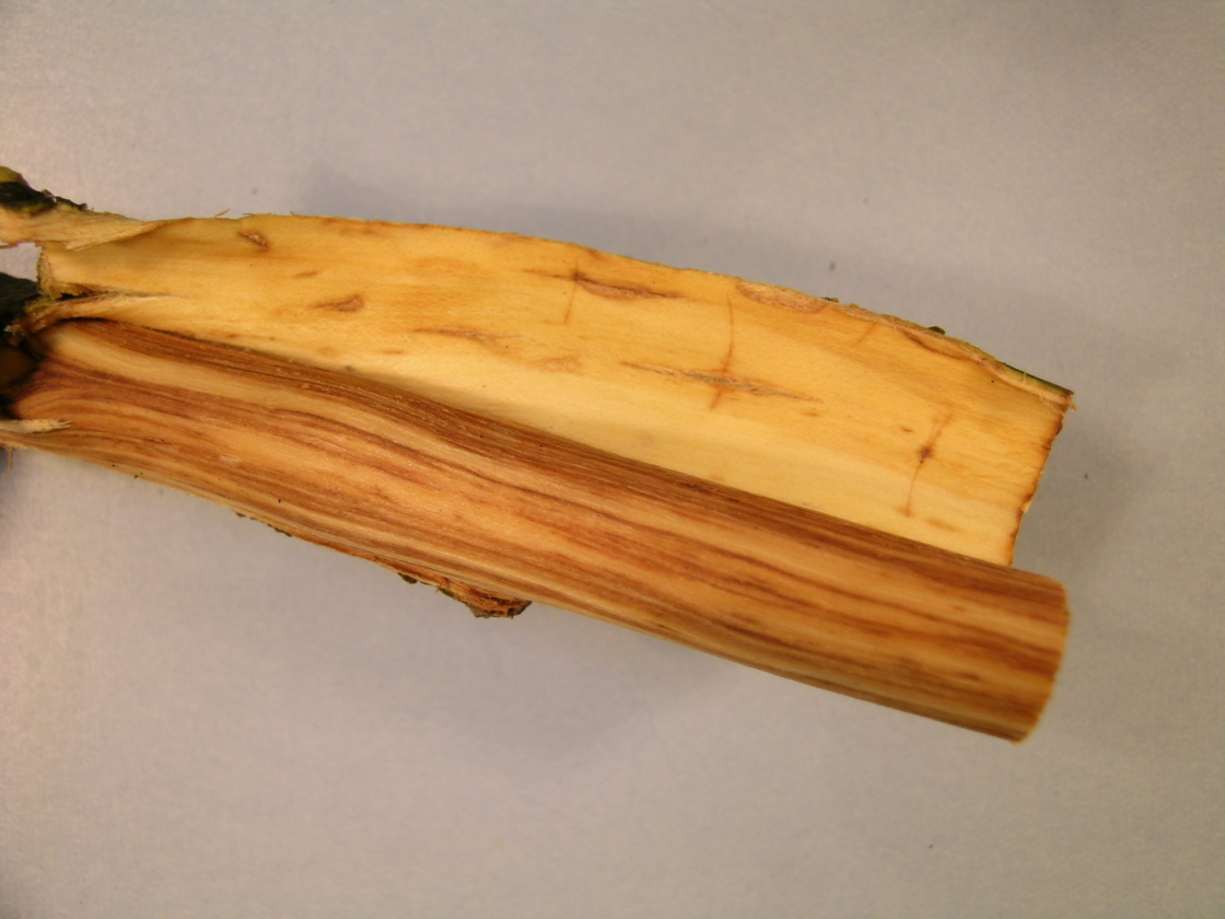 Bark removed to show streaked wood from Dutch Elm Diesease