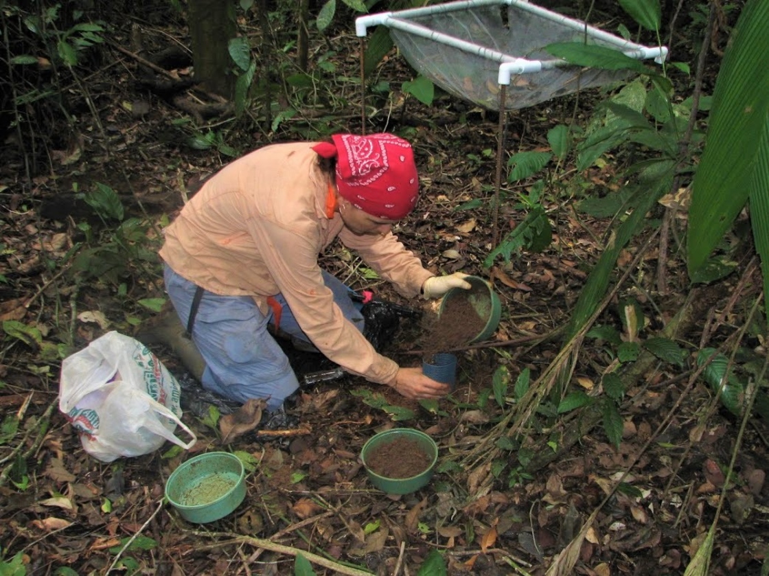 Staff member collecting soils in forest for Earth Forest Fertilization Experiment