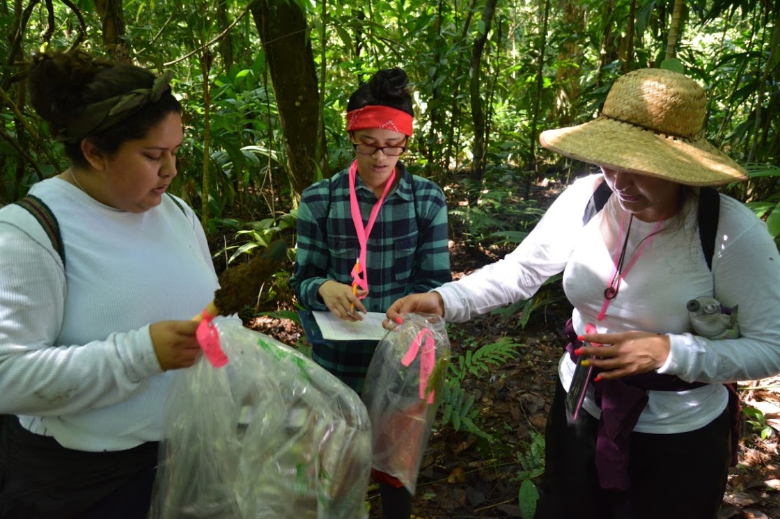 Staff collecting seedlings in forest for Earth Forest Fertilization Experiment