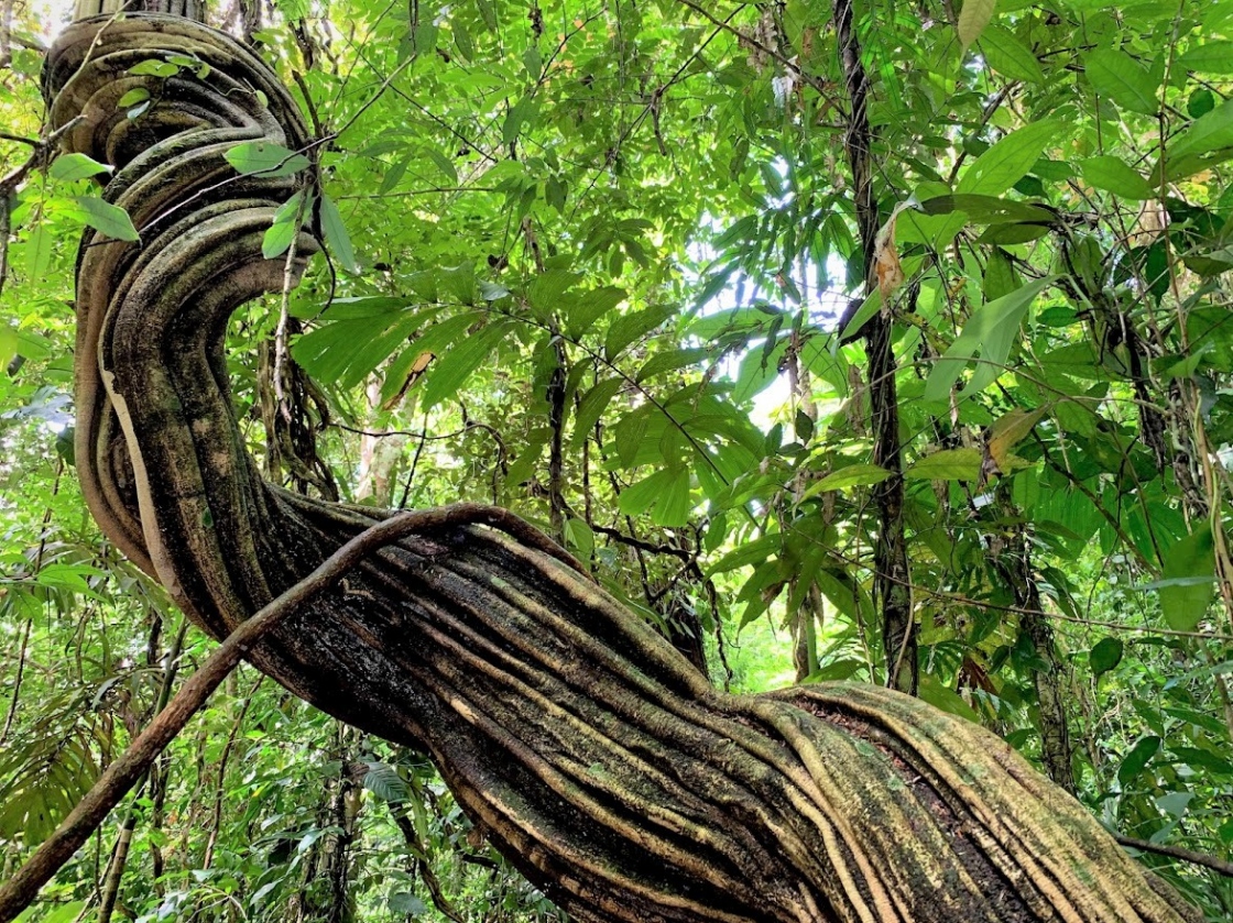 Closeup of tree trunk for Earth Forest Fertilization Experiment