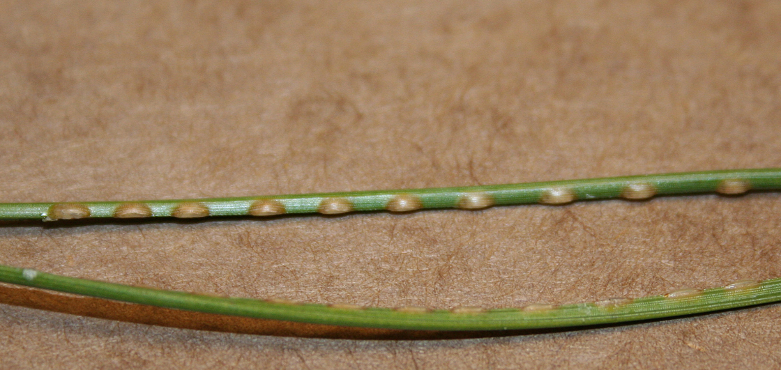 The Morton Arboretum