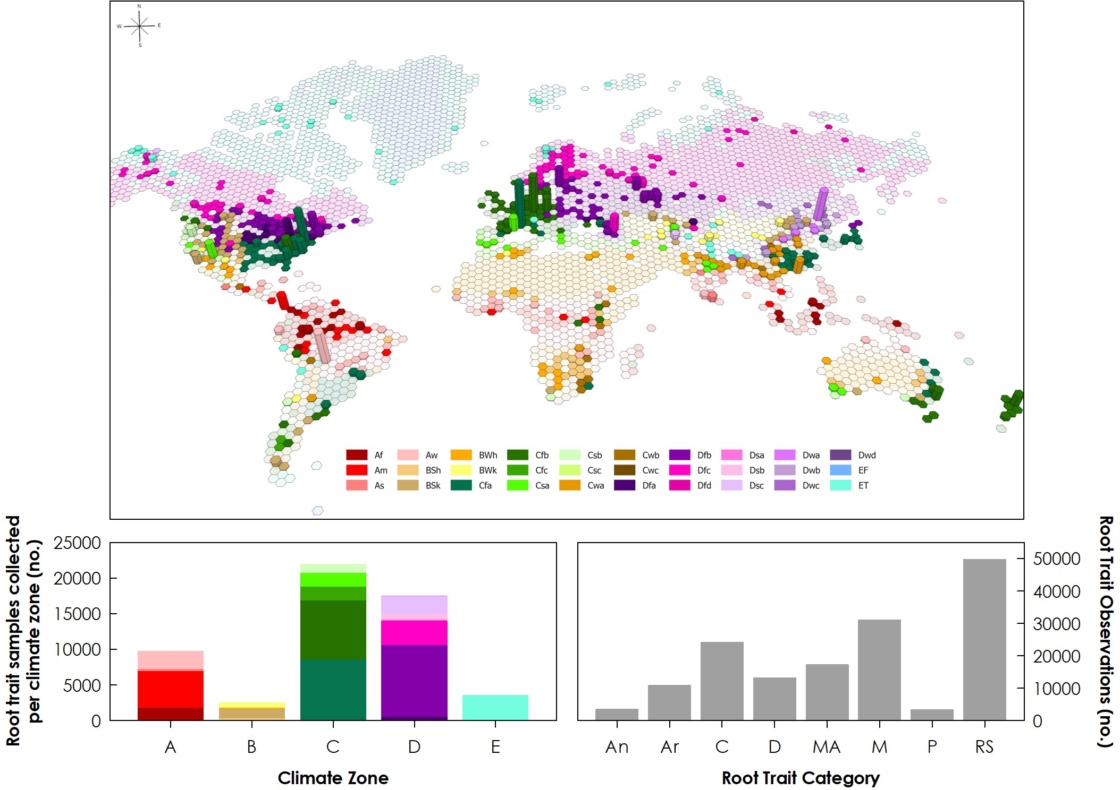 Map showing climate zone and root trait around the world