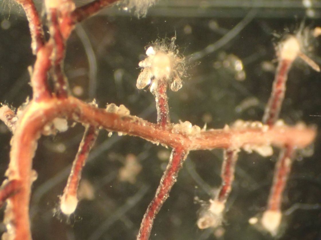 FineRoot Dynamics and AbovegroundBelowground Linkages in Forest