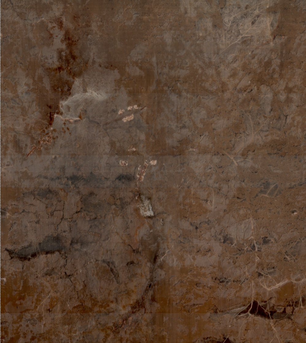 Underground photo of Functional Trade-Offs Root Mycorrhizal Symbiosis