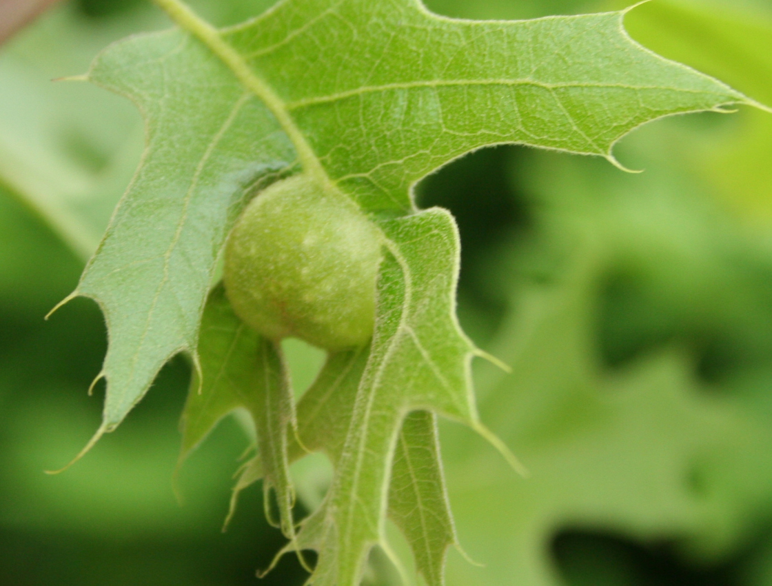 Photograph of plant gall on oak tree known as an oak apple in its early stage of development