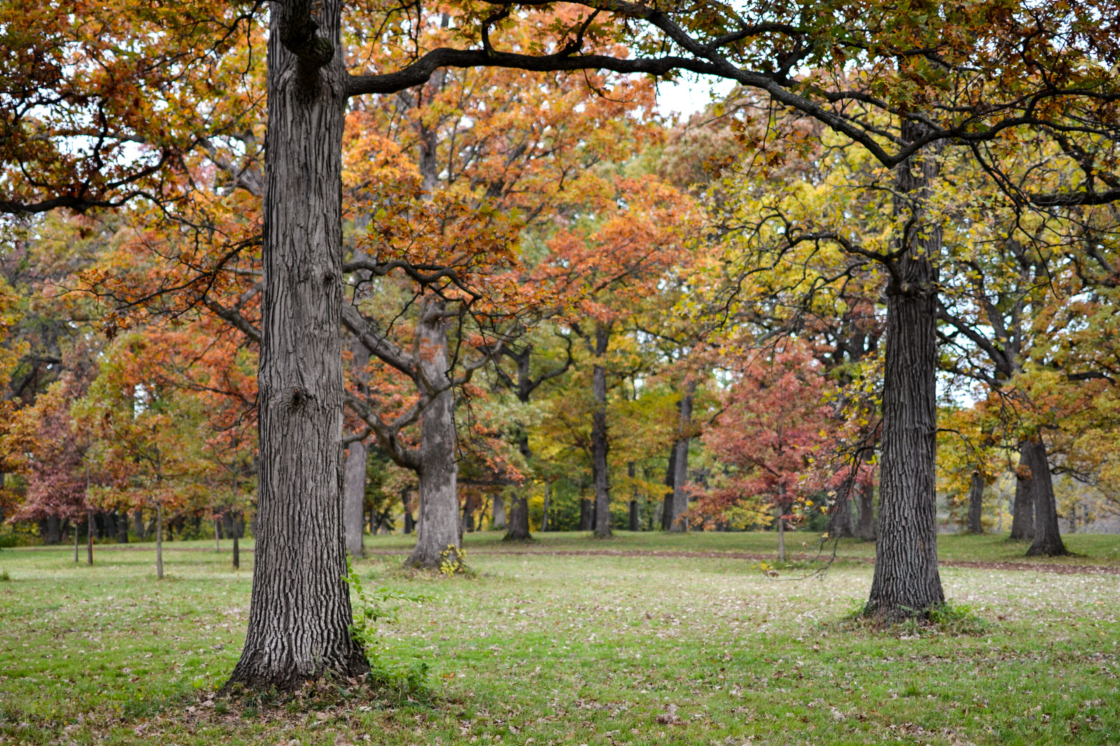 Global Conservation Consortium for Oak (GCCO) | The Morton Arboretum