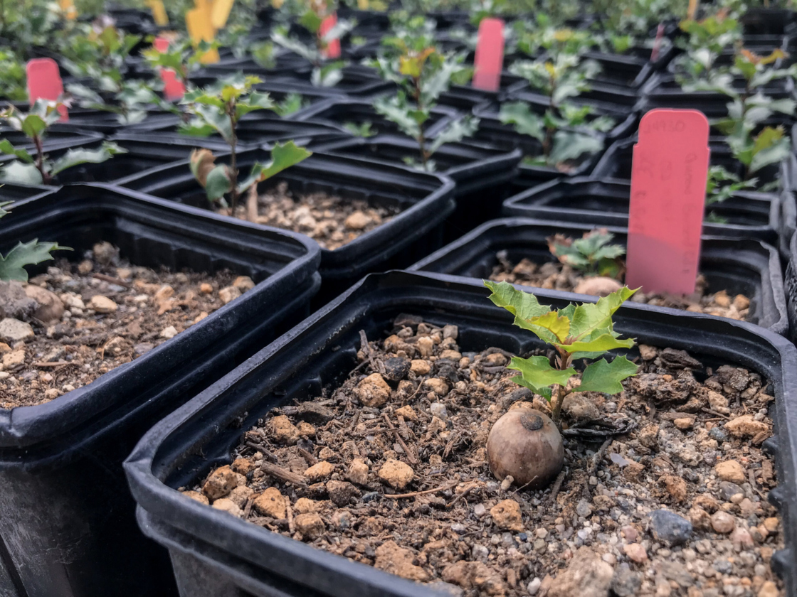 Propagation of oak seedlings in Rancho Santa Ana