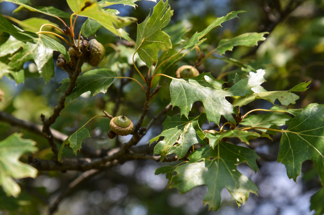 Oak trees are a keystone species, - The Morton Arboretum