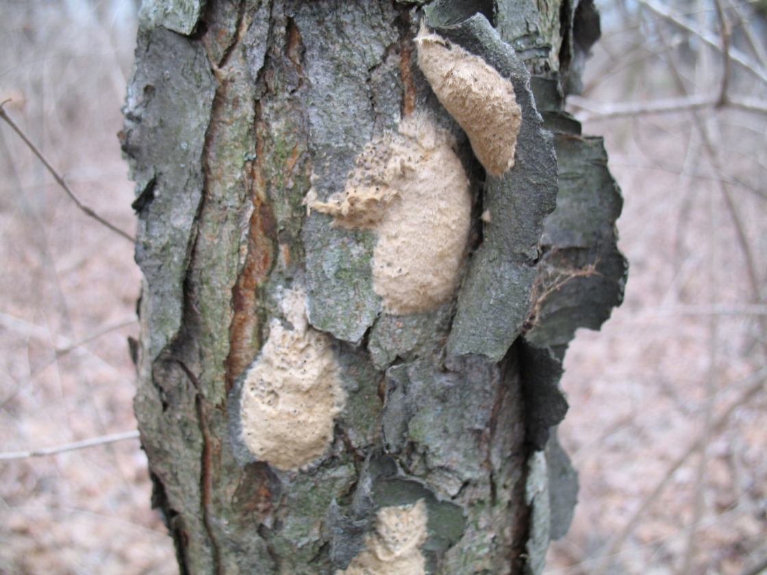 Masses of Gypsy Moth eggs attached to a tree trunk.