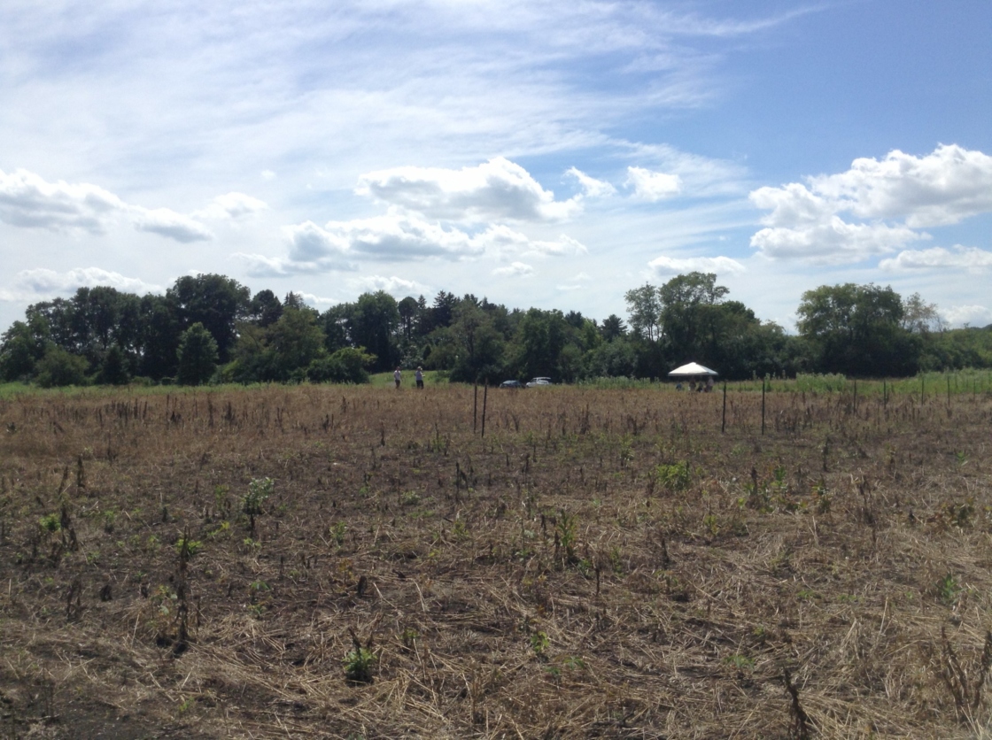 Area after prescribed burn showing growth of plants coming back
