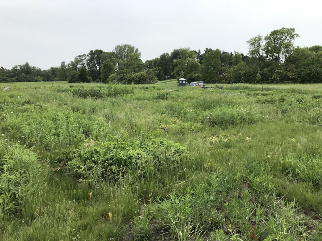 Some growth to plants in the prairie after a prescribed burn