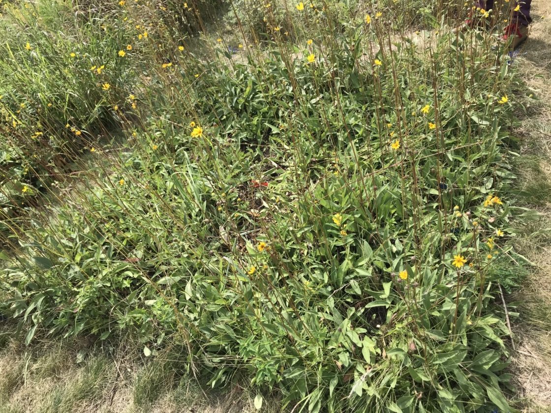 Plants in the prairie plot