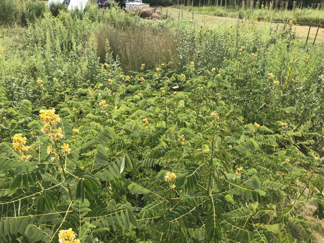 Plants full grown in the prairie plot