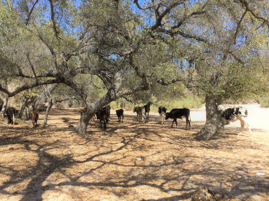 Cattle threaten the oak trees