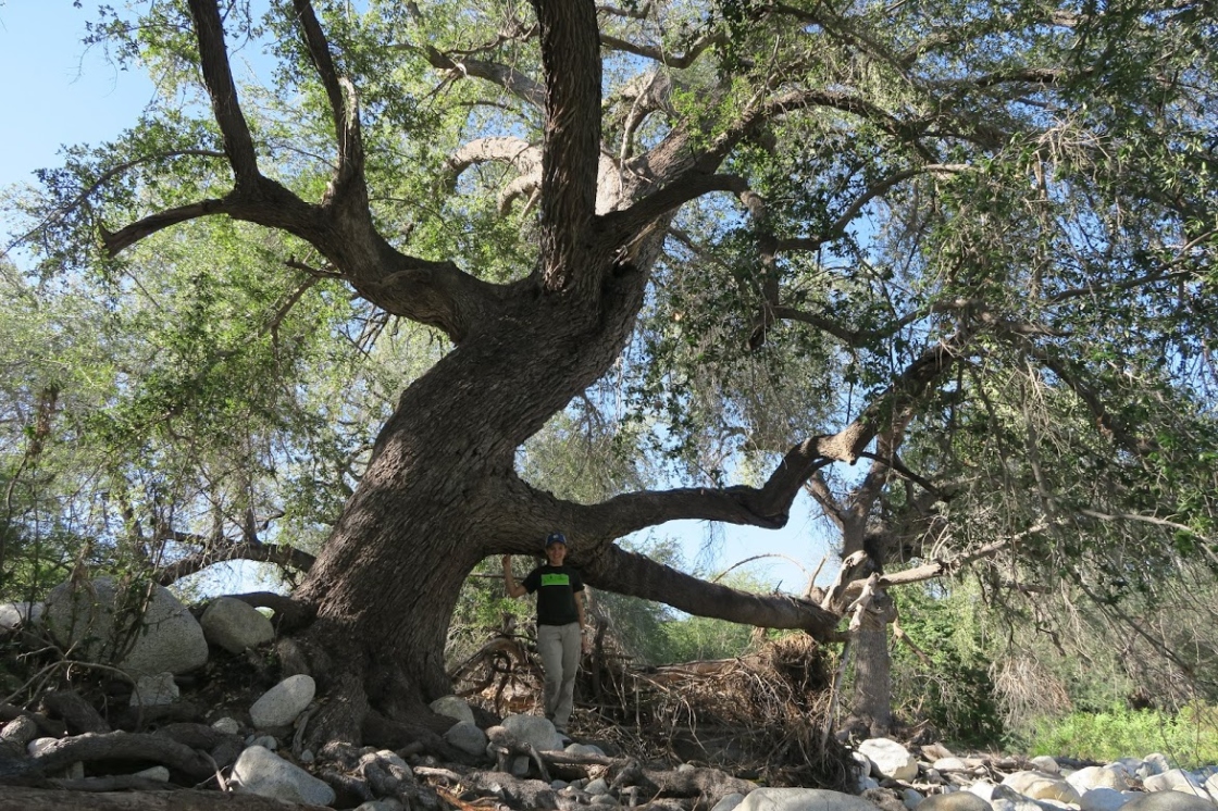 Someone posting in front of large Brandegeei oak tree