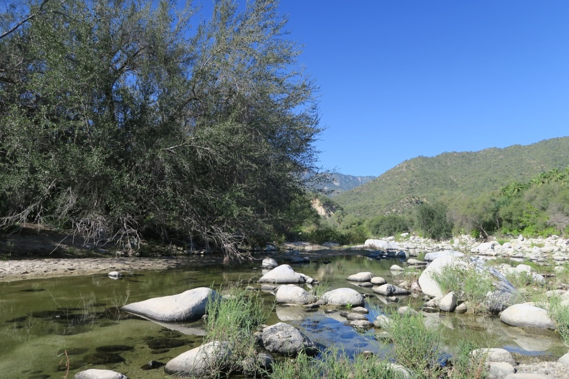 Brandegeei oak habitat along a river