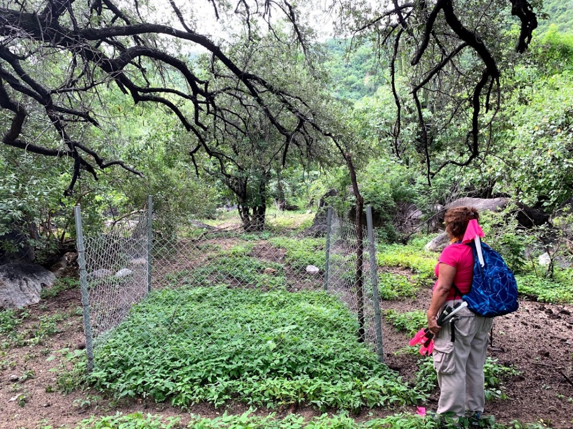 An oak exclosure experiment