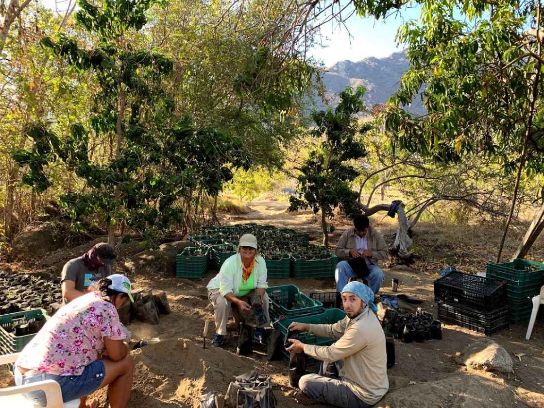 Group of people transplanting seedlings
