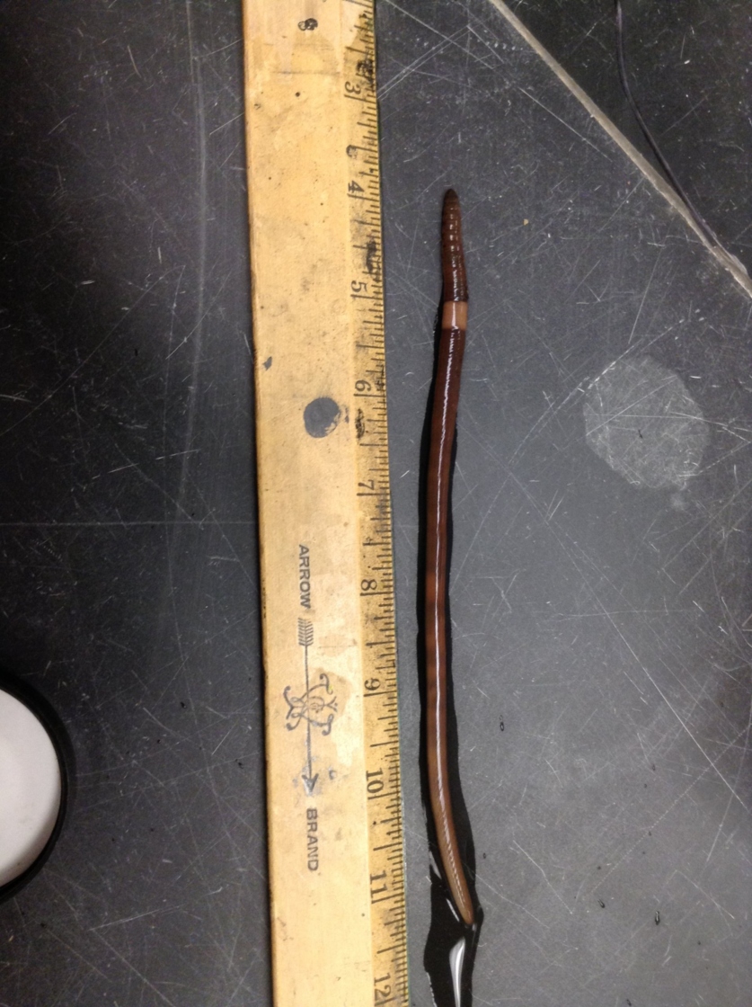 Measuring an earth worm