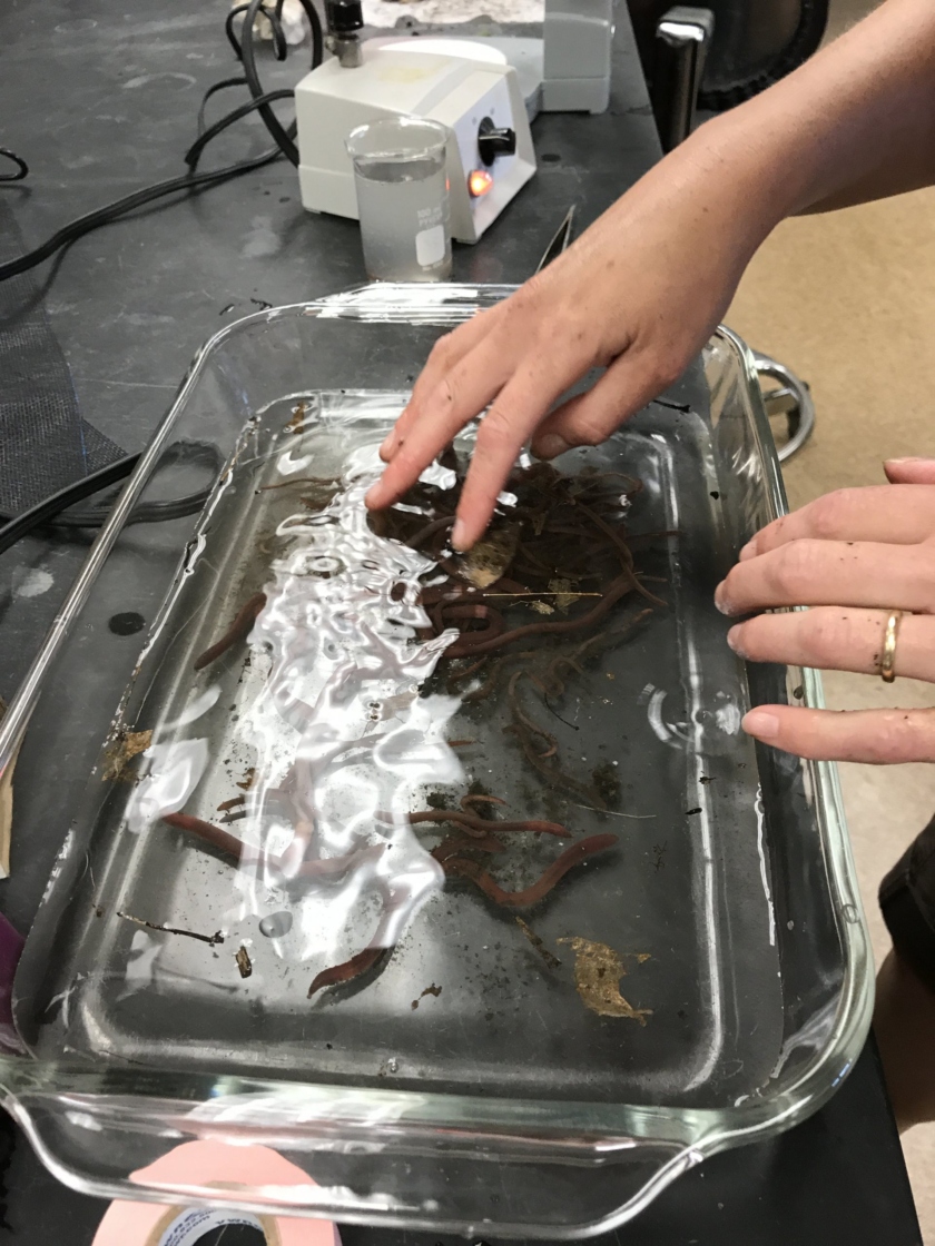 Earth worms in a container of water