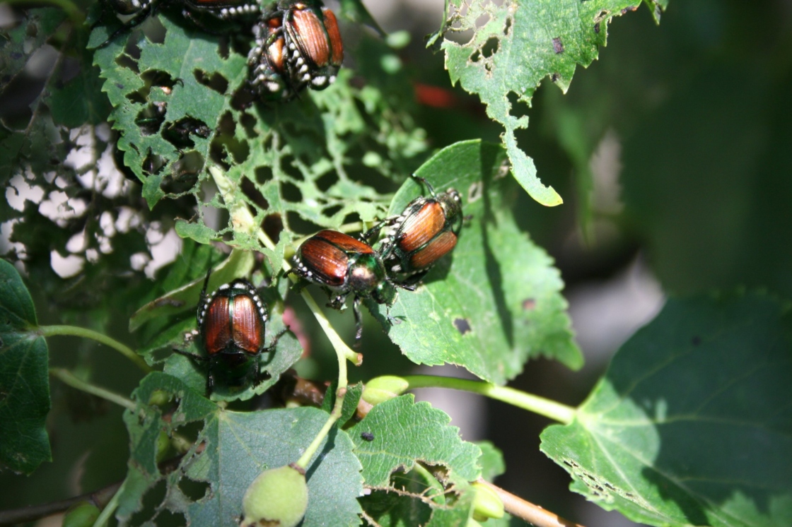 Japanese beetles | The Morton Arboretum