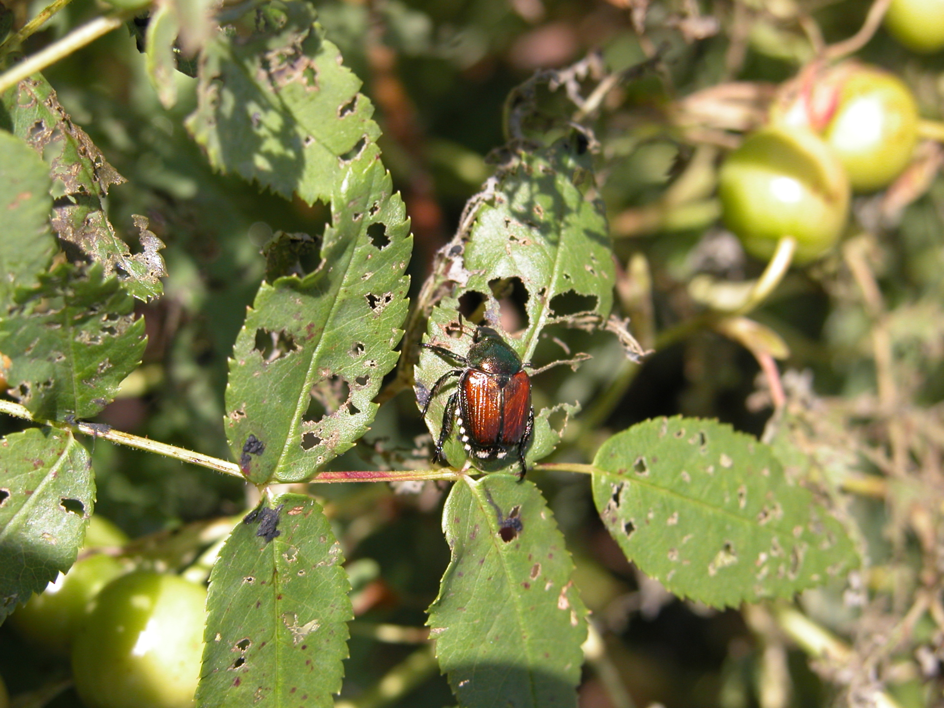 Adult Japanese Beetle