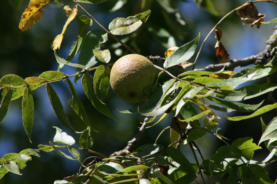 Closeup of Juglans nigra (Eastern black walnut) fruit and leaves