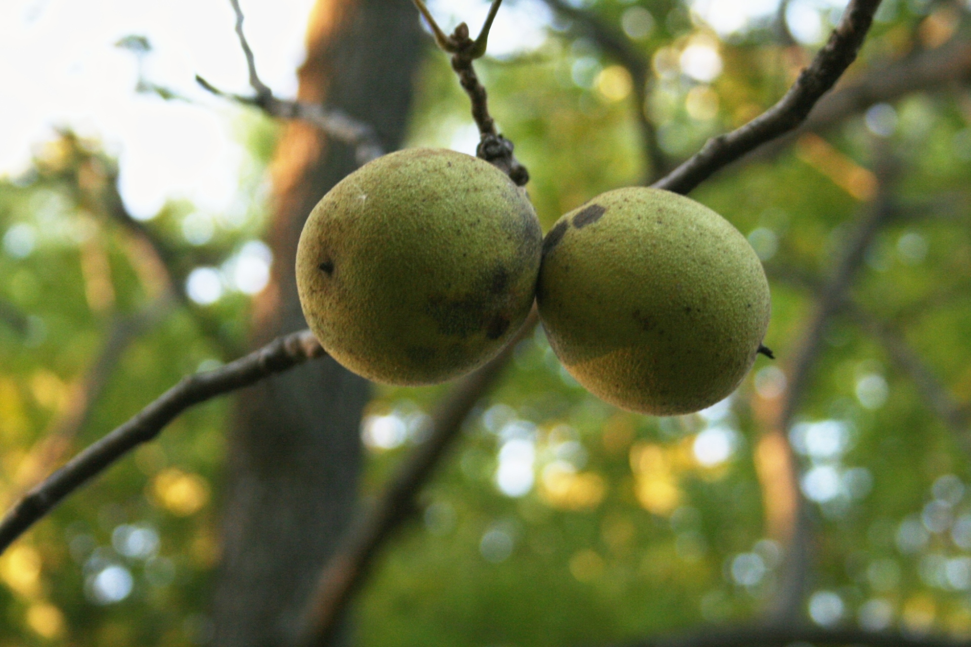 Closeup of Juglans nigra (Eastern black walnut) fruit