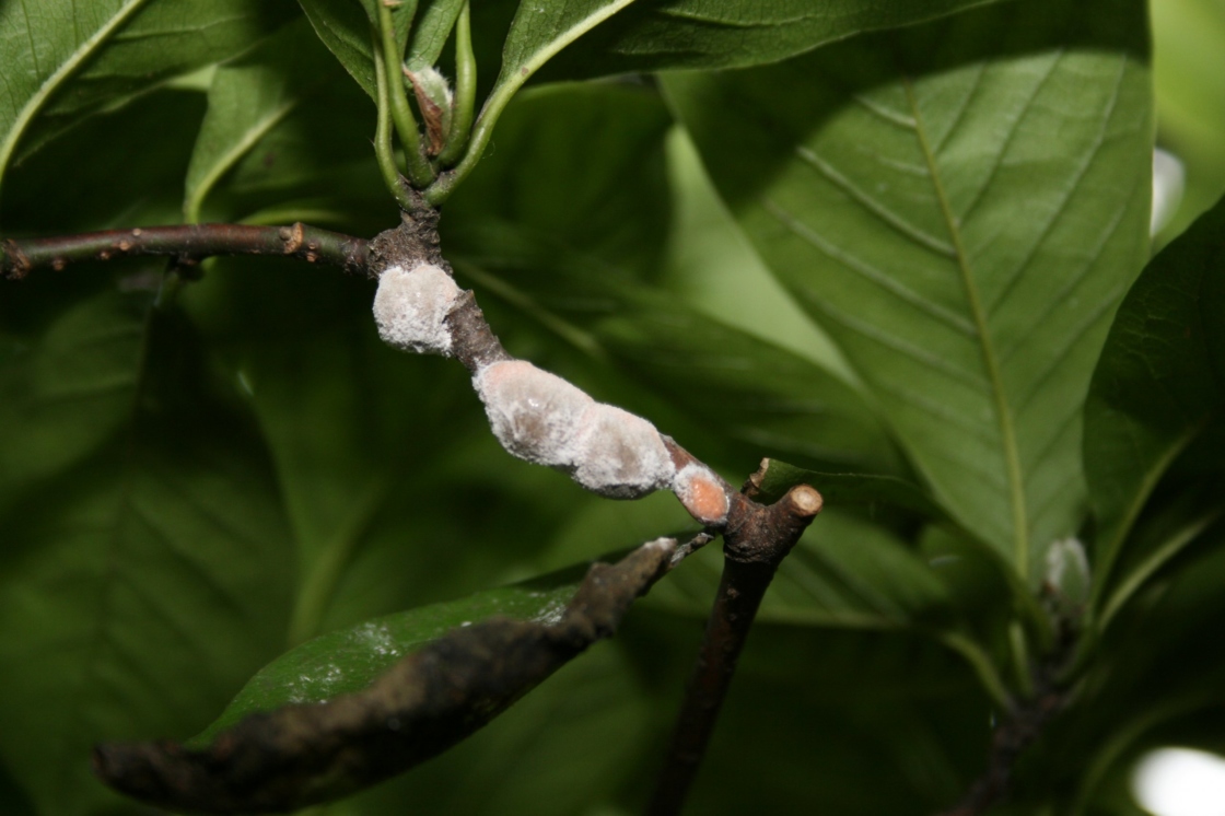 Magnolia scale on a branch.