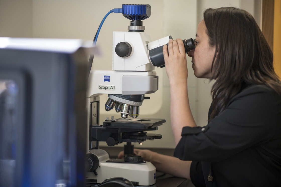 Researcher uses a microscope to look at chromosomes, pollen, and anatomy slides