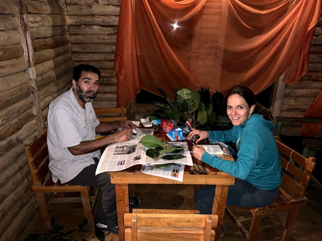 Two people pressing herbarium samples