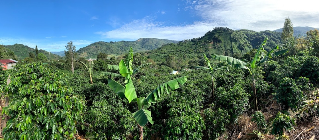 Agricultural matrix where oaks should live