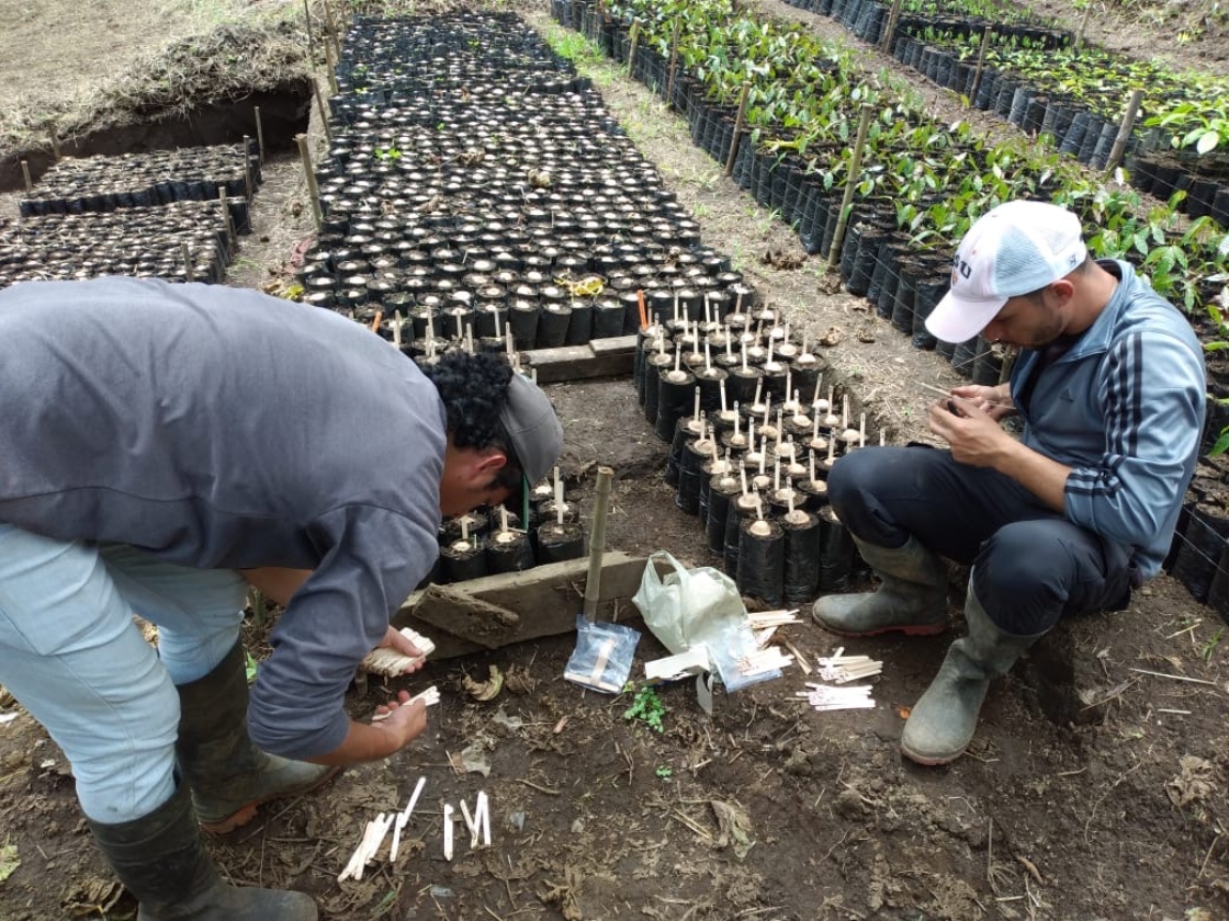 Two people planting acorns