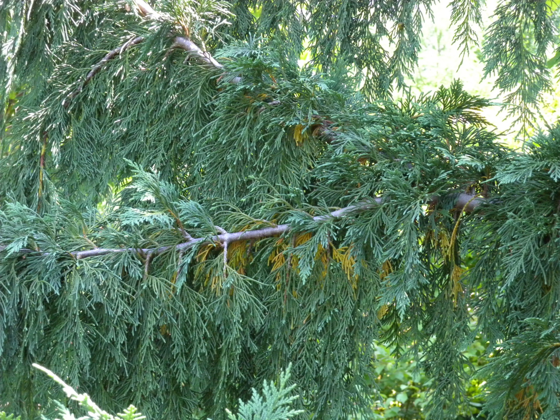 Seasonal Needle Drop The Morton Arboretum