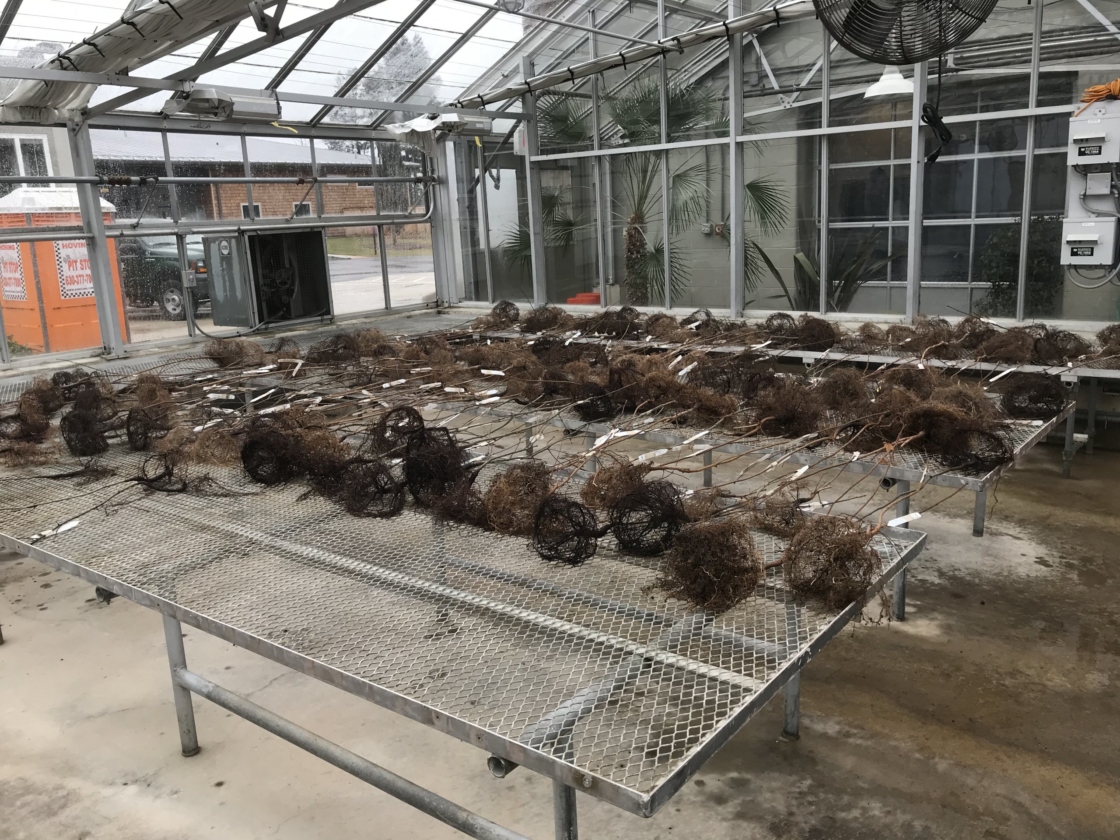 The Morton Arboretum