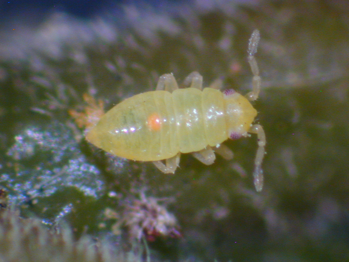 Nymph honey locust plant bug