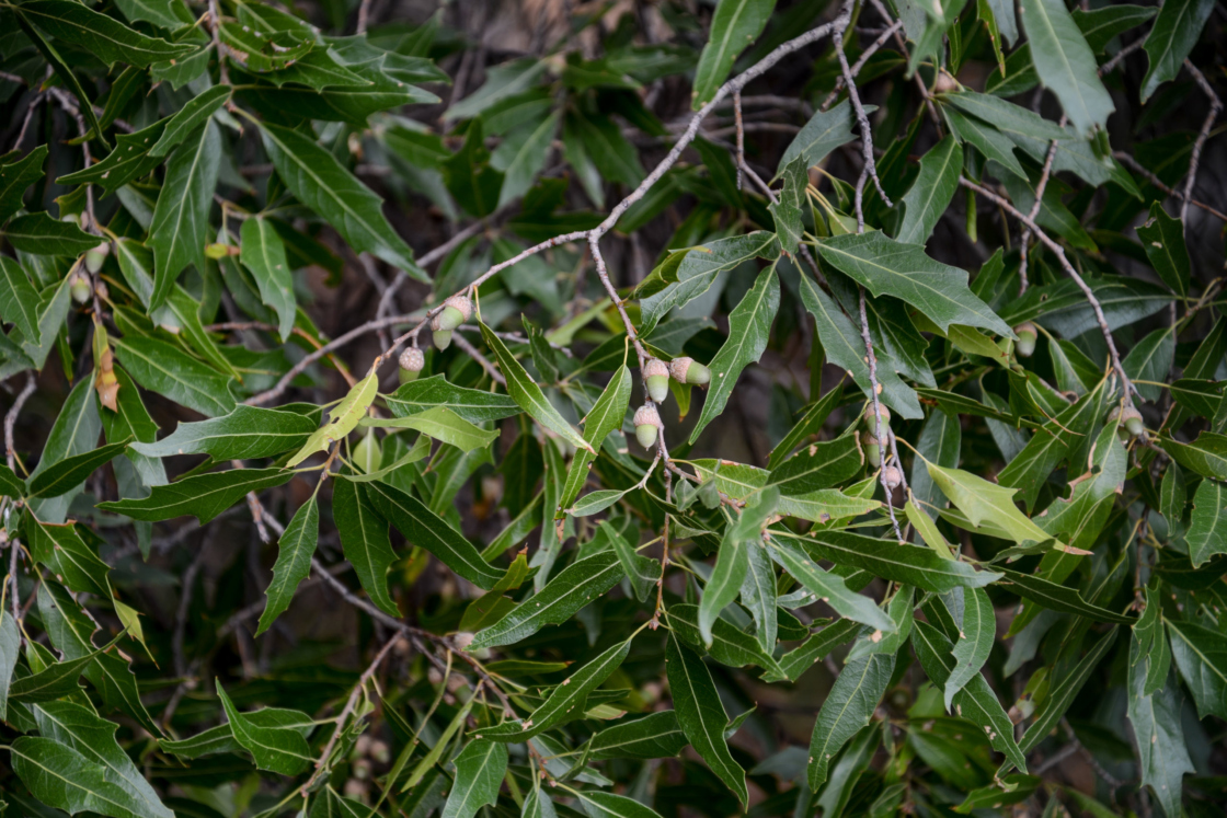 Quercus graciliformis (also known as the Chisos oak or slender oak) leaves