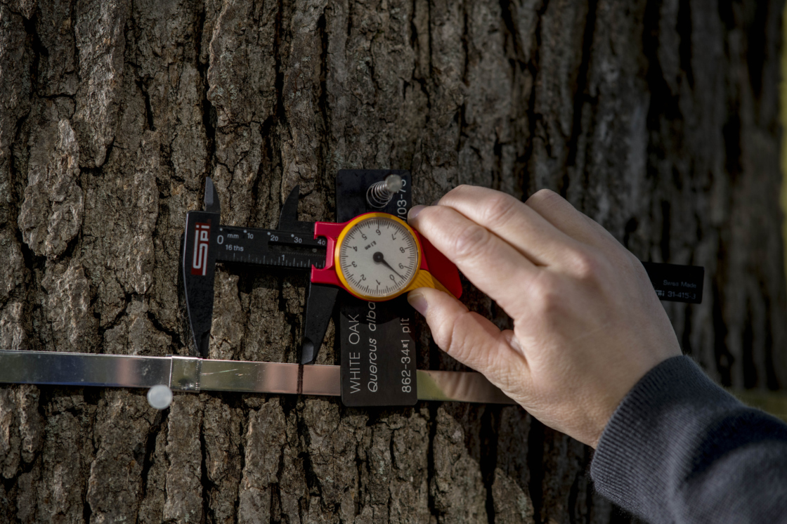 Staff using dendrometer band on tree