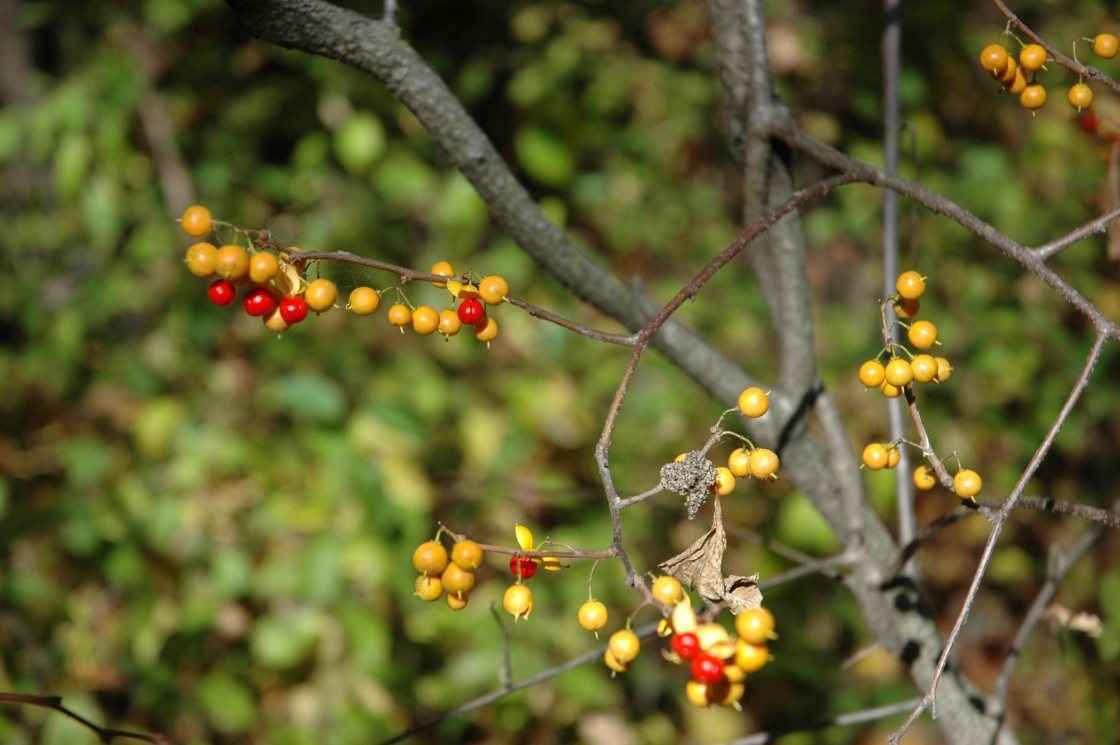 Oriental bittersweet vine with berries