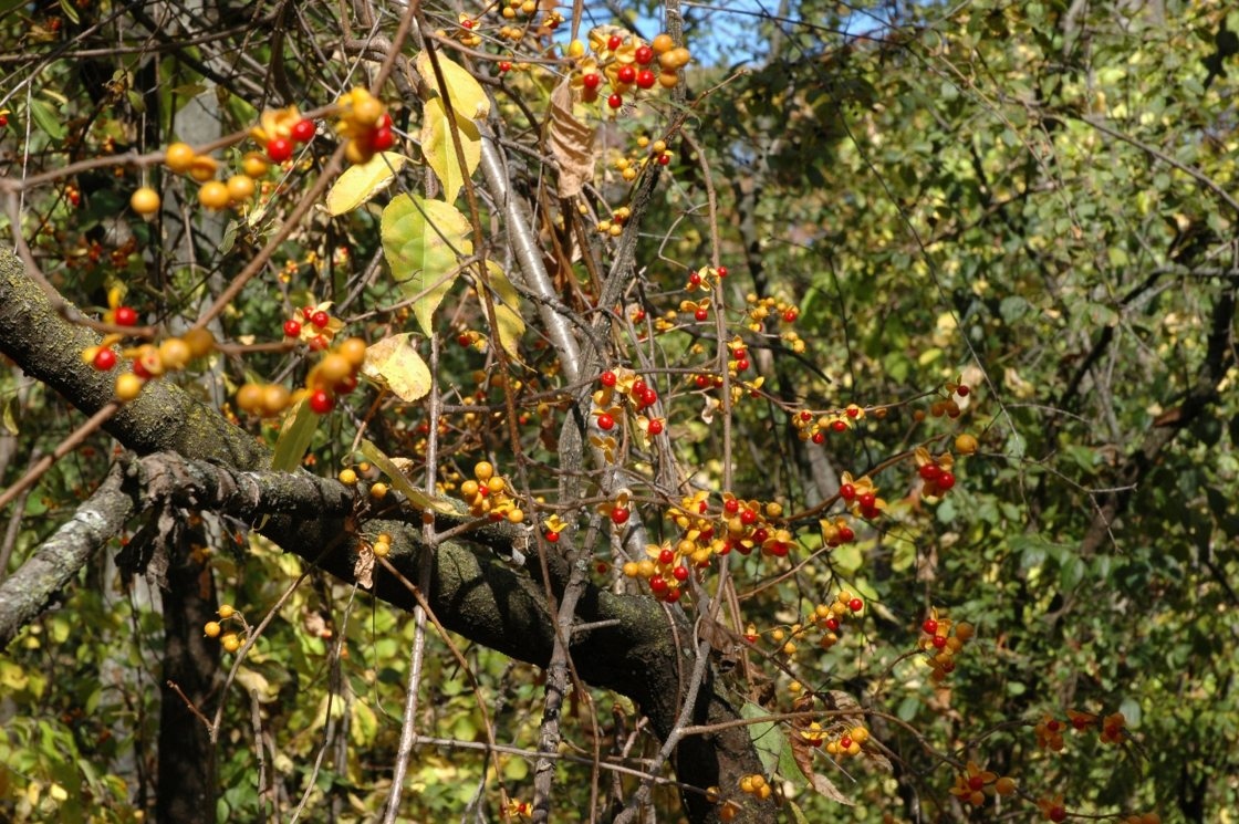 Oriental bittersweet vine with berries