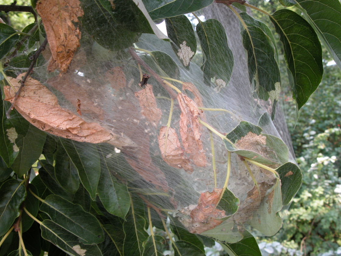 Webbing of fall webworm