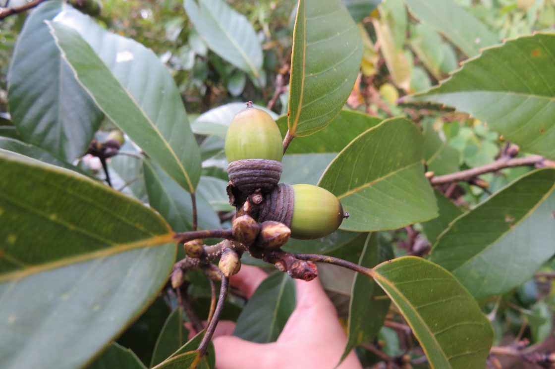 Closeup of oak leaves and acorns