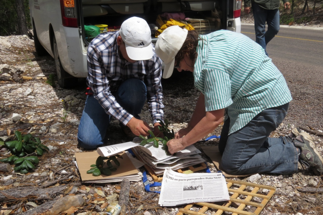 Staff collecting oak samples