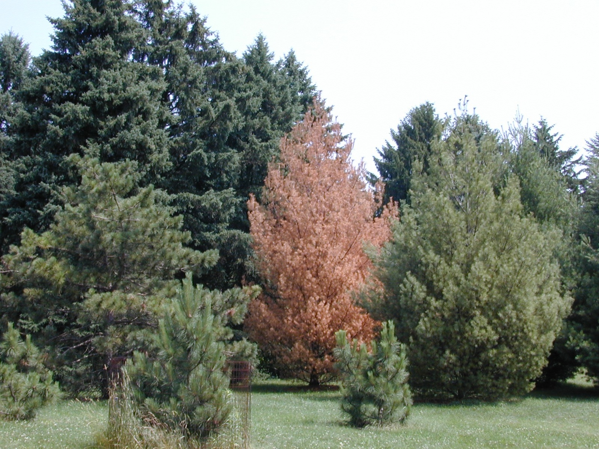 Pine Diseases  The Morton Arboretum