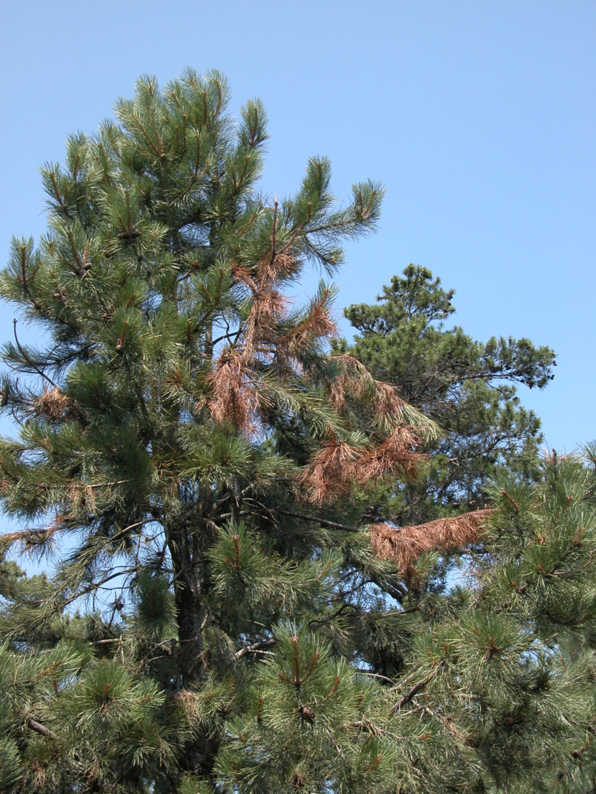 Pine moth dieback on pine tree