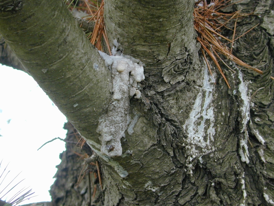 Pine moth causing sap to flow out of trunk