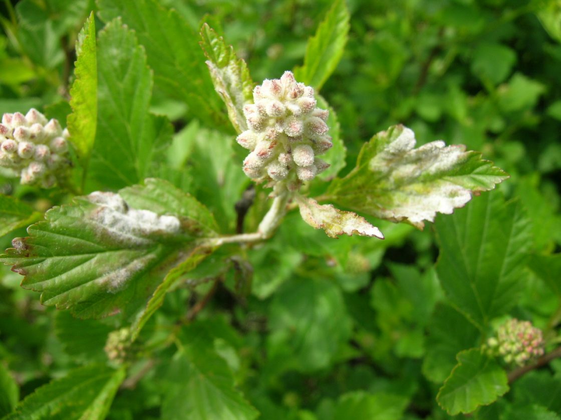 Powdery mildew on ninebark