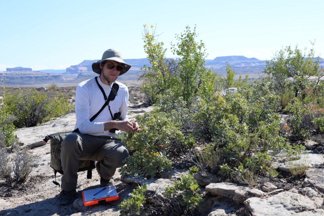 Sean Hoban with a havardii oak on rocks in the desert