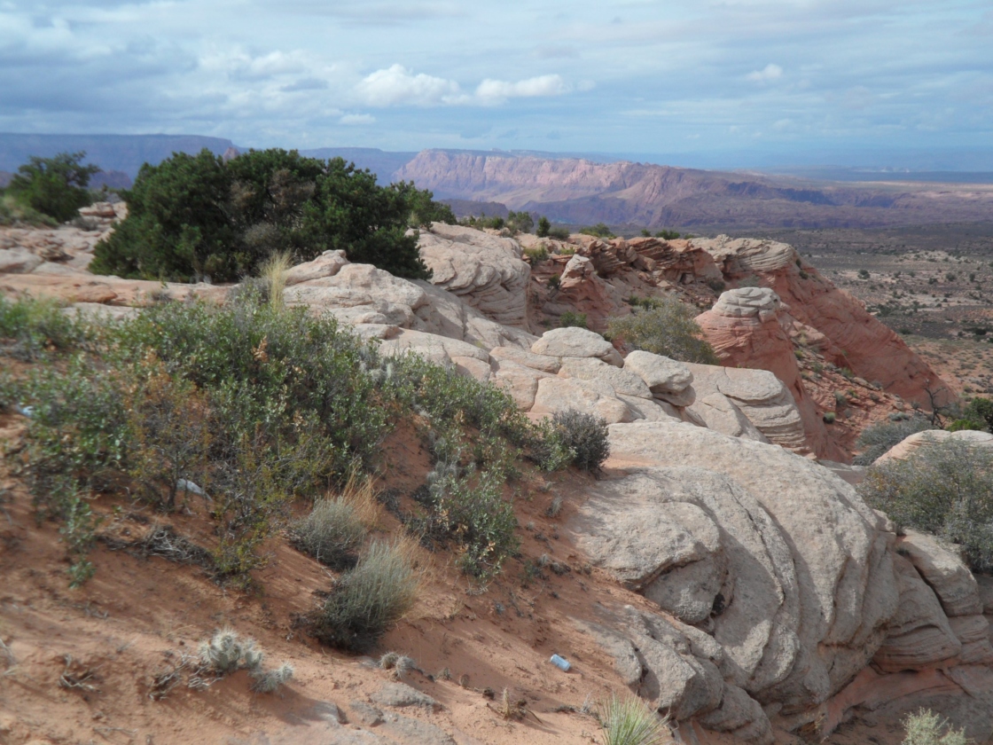 Havardii oak growing on the edge of a cliff near the desert