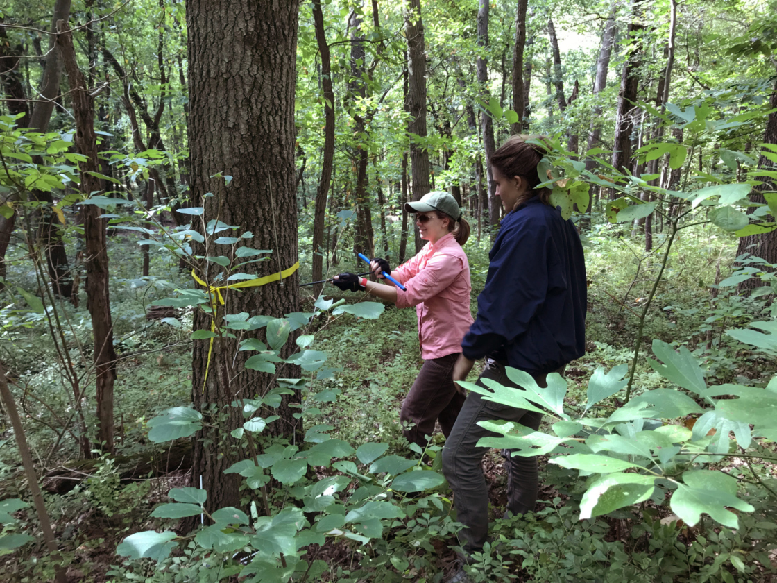 Staff coring a tree